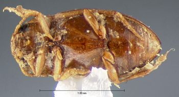 Media type: image;   Entomology 5984 Aspect: habitus ventral view